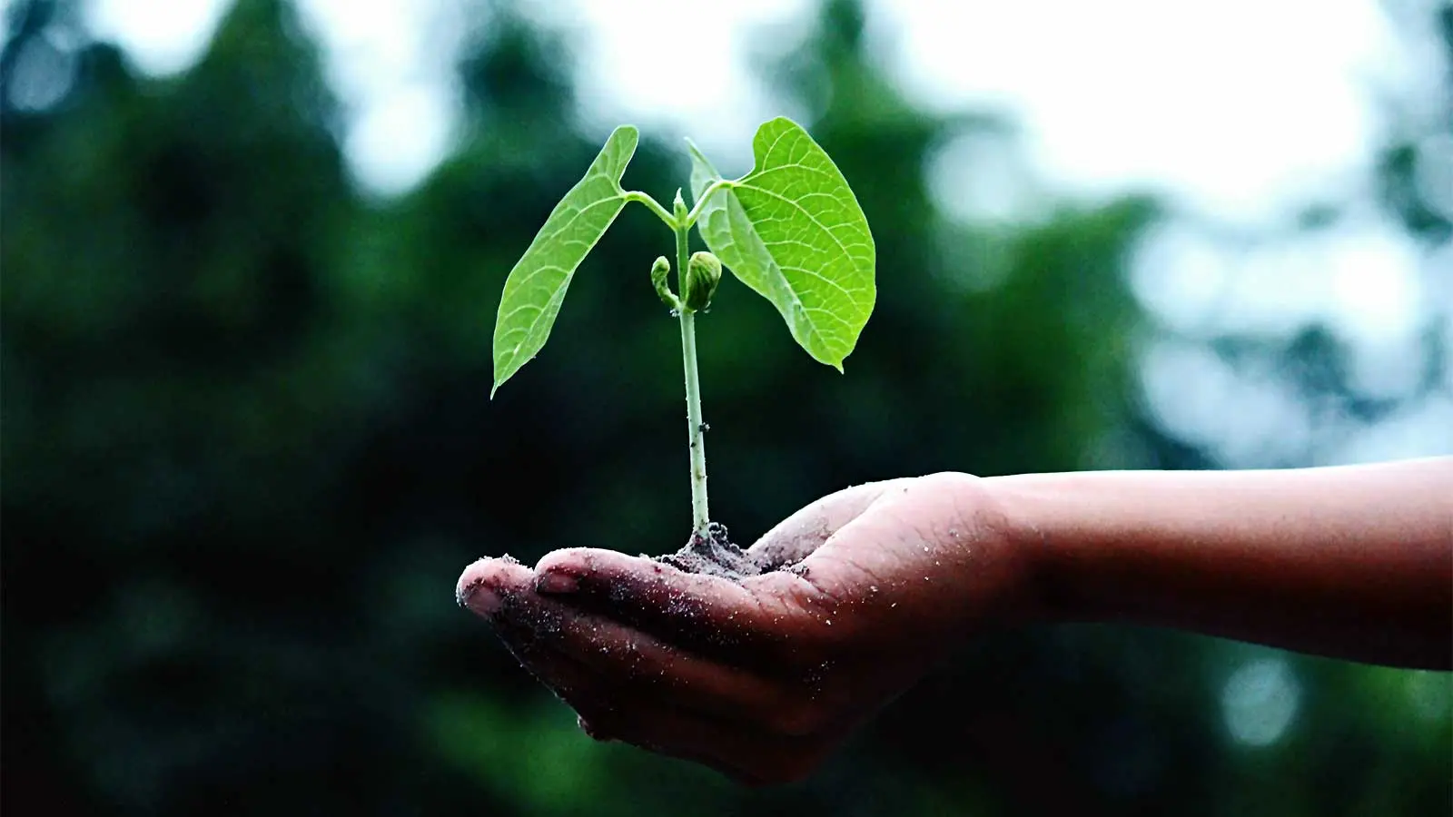 Climate change, COVID travel and the law of large numbers