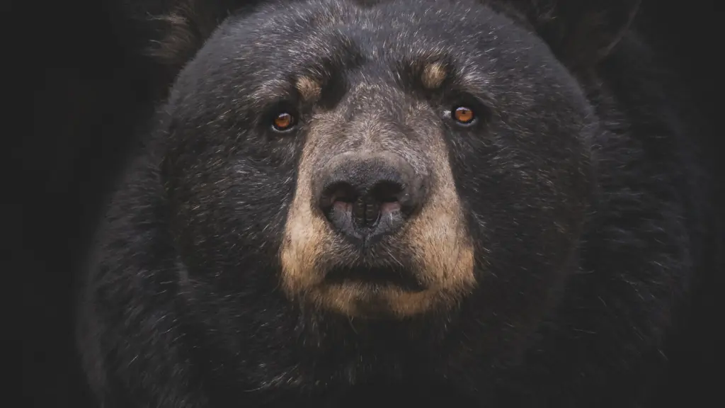 The Bear Is Back, Now What?